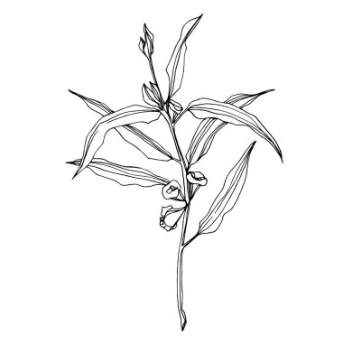 Vektör okaliptüs ağacı yaprakları. Siyah beyaz işlemeli mürekkep sanatı. İzole edilmiş okaliptüs illüstrasyon ögesi.