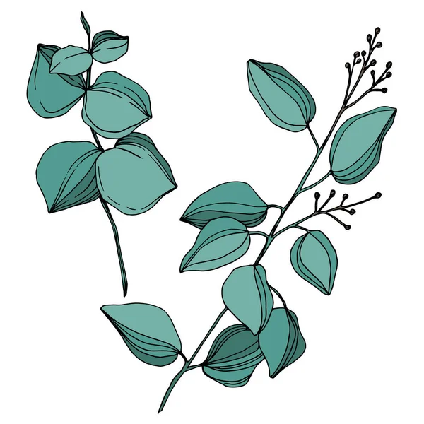 Vector Eucalyptus tree leaves. Black and white engraved ink art. Isolated eucalyptus illustration element. — Stock Vector