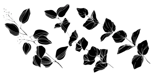 Διάνυσμα Φύλλα ευκαλύπτου. Μαύρο και άσπρο χαραγμένο μελάνι τέχνης. Μεμονωμένο στοιχείο εικονογράφησης ευκαλύπτου. — Διανυσματικό Αρχείο