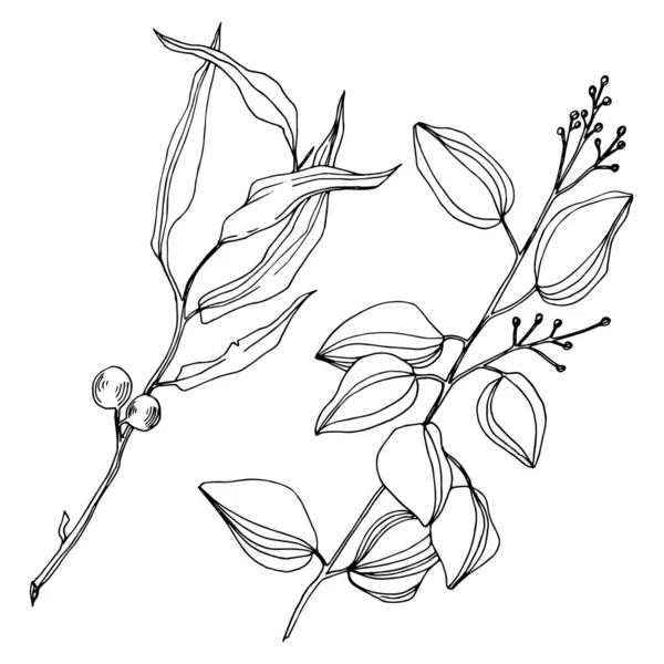 Folhas de árvores de eucalipto vetoras. Arte de tinta gravada em preto e branco. Elemento de ilustração isolado de eucalipto. — Vetor de Stock