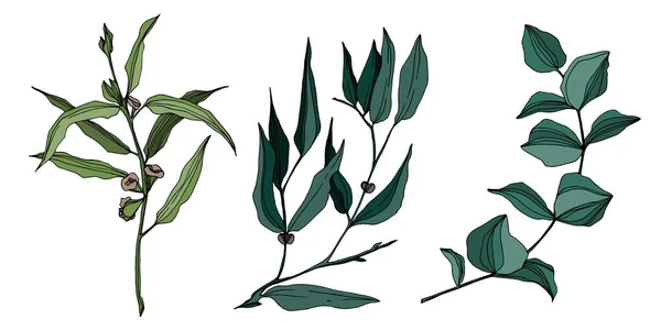 Folhas de árvores de eucalipto vetoras. Arte de tinta gravada em preto e branco. Elemento de ilustração isolado de eucalipto. —  Vetores de Stock