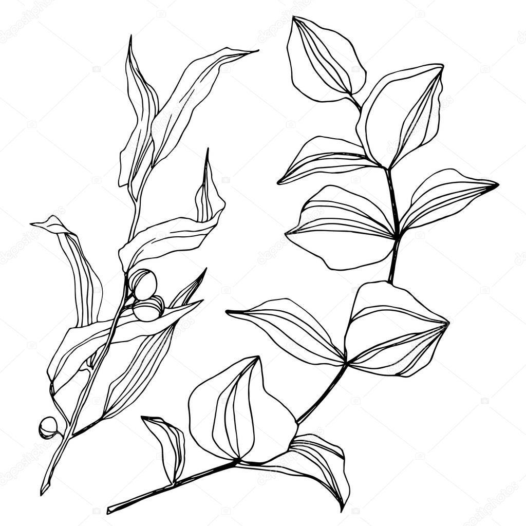 Vector Eucalyptus tree leaves. Black and white engraved ink art. Isolated eucalyptus illustration element.