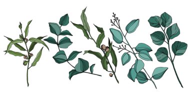 Vektör okaliptüs ağacı yaprakları. Siyah beyaz işlemeli mürekkep sanatı. İzole edilmiş okaliptüs illüstrasyon ögesi.