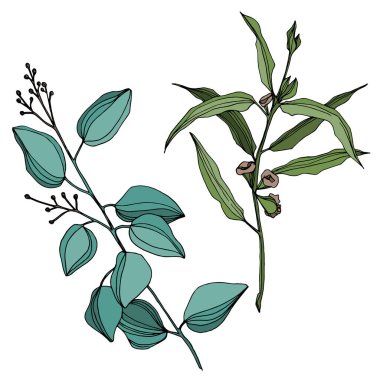 Vektör okaliptüs ağacı yaprakları. Siyah beyaz işlemeli mürekkep sanatı. İzole edilmiş okaliptüs illüstrasyon ögesi.