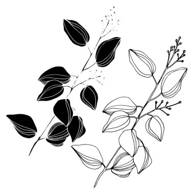 Vektör okaliptüs ağacı yaprakları. Siyah beyaz işlemeli mürekkep sanatı. İzole edilmiş okaliptüs illüstrasyon ögesi.