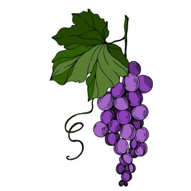 Vector Grape Berry sağlıklı yemek. Siyah beyaz işlemeli mürekkep sanatı. İzole edilmiş üzüm örnekleme elementi.