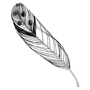 Kanattan izole edilmiş vektör kuş tüyü. Siyah beyaz işlemeli mürekkep sanatı. İzole edilmiş tüyler illüstrasyon ögesi.