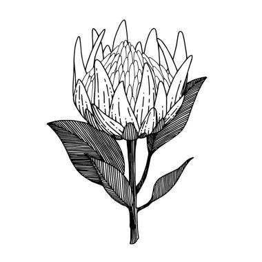 Vector Egzotik Tropikal Hawaii yaz çiçeği. Siyah beyaz işlemeli mürekkep sanatı. Ayrı çiçek illüstrasyon ögesi.