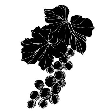 Vector Grape Berry sağlıklı yemek. Siyah beyaz işlemeli mürekkep sanatı. İzole edilmiş üzüm illüstrasyon ögesi.