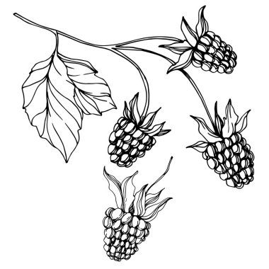 Vektör Blackberry sağlıklı gıda. Siyah ve beyaz oyulmuş mürekkep sanatı. İzole berry illüstrasyon elemanı.
