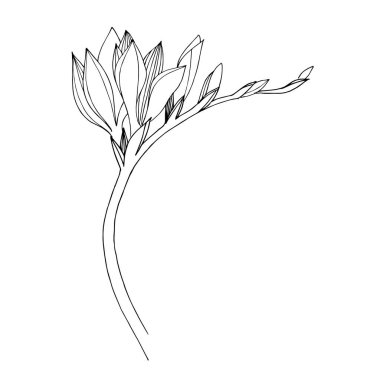 Vektör Freesia çiçekli botanik çiçeği. Siyah beyaz işlemeli mürekkep sanatı. İzole edilmiş frezya illüstrasyon ögesi.