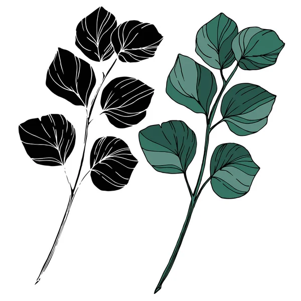 Vector hojas de eucalipto. Tinta grabada en blanco y negro. Elemento de ilustración de eucalipto aislado . — Vector de stock