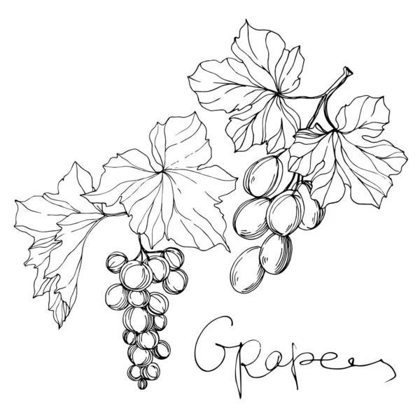 Vector Baya de uva comida saludable. Tinta grabada en blanco y negro. Elemento ilustrativo aislado de la uva . — Vector de stock