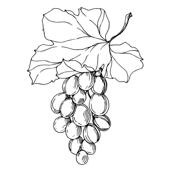 病媒葡萄浆果健康食品。 黑白版画水墨艺术. 孤立的葡萄图解元素. — 图库矢量图片