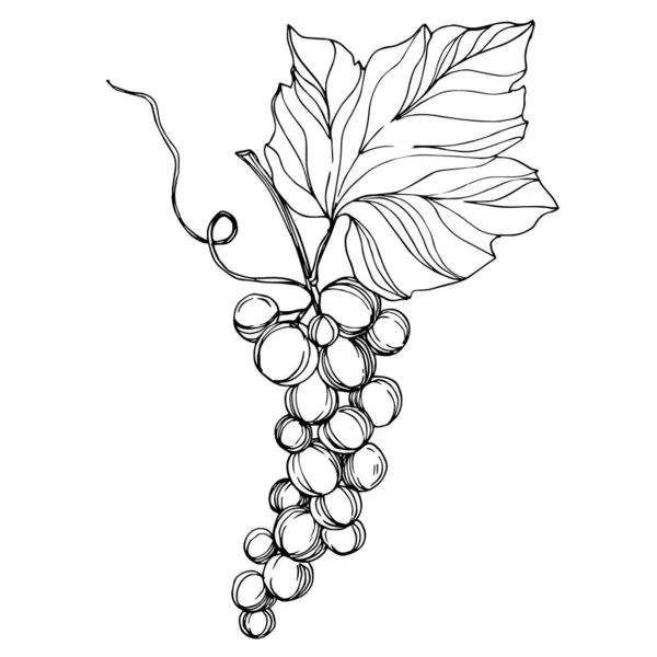 Vektor Grape bär hälsosam mat. Svart och vit graverad bläckkonst. Isolerat illustrationselement för druvor. — Stock vektor