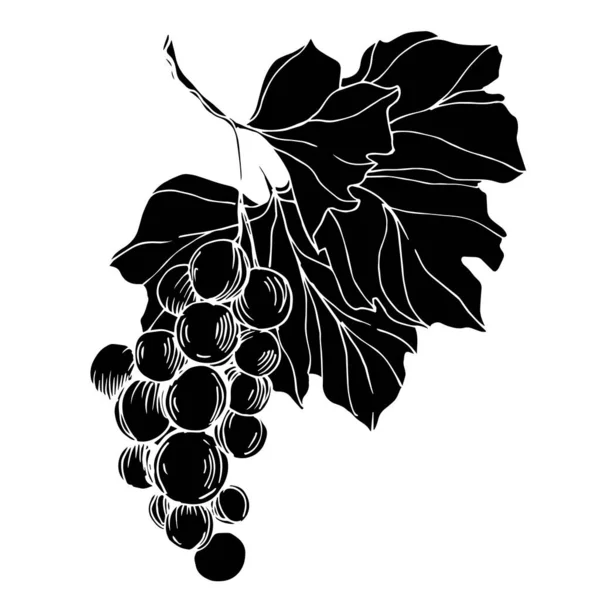 포도 열매의 건강 한 식품이다. 흑백으로 새긴 잉크 예술 작품이죠. 따로 떨어진 포도 삽화 요소. — 스톡 벡터