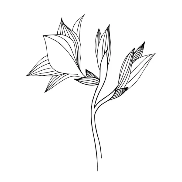 Vector Freesia flor botánica floral. Tinta grabada en blanco y negro. Elemento ilustrativo de la freesia aislada . — Archivo Imágenes Vectoriales