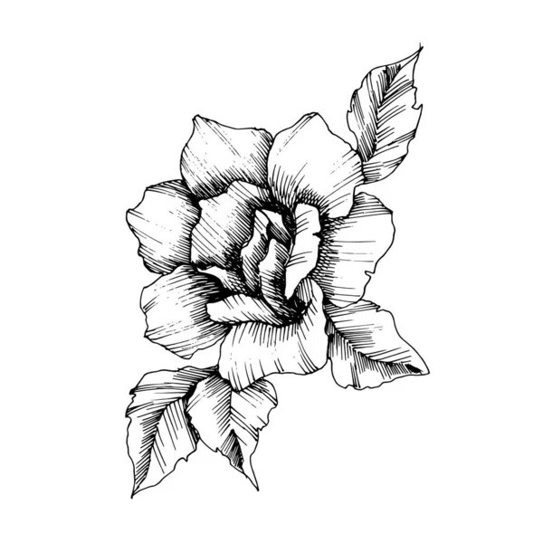 Vektorrosen florale botanische Blume. Schwarz-weiß gestochene Tuschekunst. vereinzelte Rosen Illustrationselement. — Stockvektor