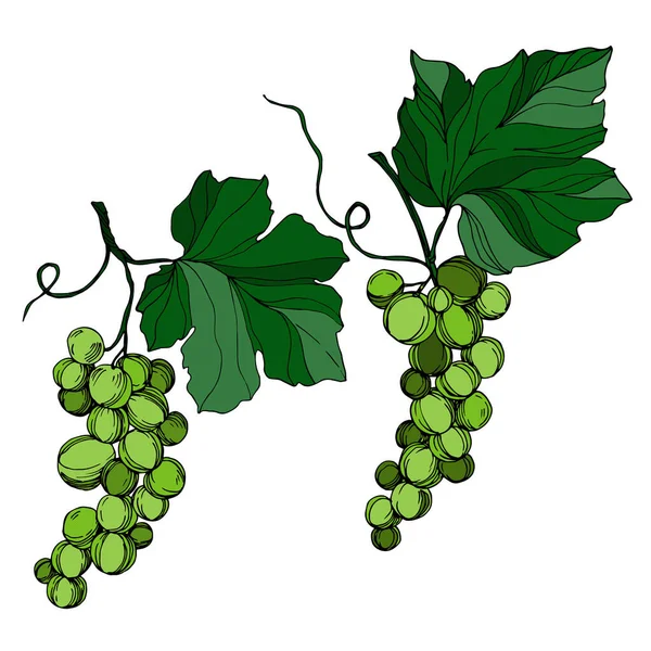 Vettore Uva bacca cibo sano. Inchiostro inciso in bianco e nero art. Elemento isolante di illustrazione dell'uva . — Vettoriale Stock