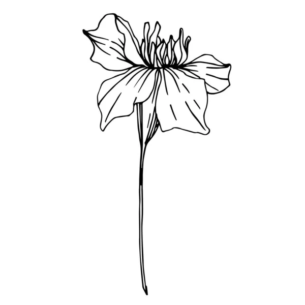 Διάνυσμα Marigold λουλούδια βοτανικό. Μαύρο και άσπρο χαραγμένο μελάνι τέχνης. Μεμονωμένο στοιχείο εικονογράφησης ετικετών. — Διανυσματικό Αρχείο