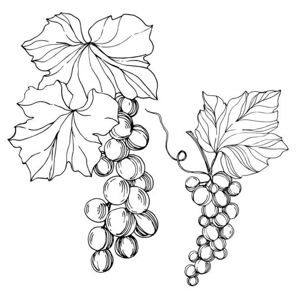 Wektor Jagoda winogronowa zdrowe jedzenie. Czarno-biała grawerowana sztuka tuszu. Izolowany element ilustracji winogron. — Wektor stockowy