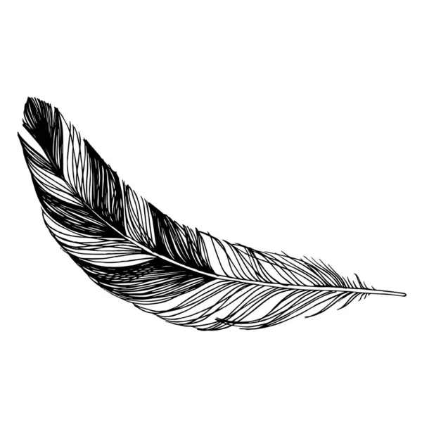 Vector Bird feather from wing isolated. Black and white engraved ink art. Isolated feathers illustration element. — Stock Vector
