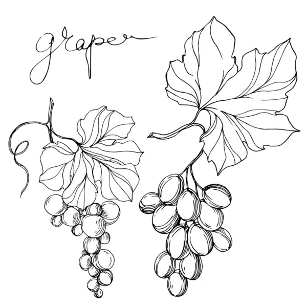 Vetor Grape berry alimentos saudáveis. Arte de tinta gravada em preto e branco. Elemento de ilustração de uva isolada. —  Vetores de Stock