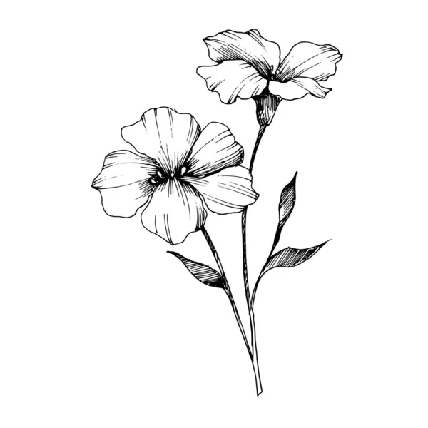 Vektor lin blommiga botaniska blommor. Svart och vit graverad bläck konst. Isolerad lin illustration element. — Stock vektor