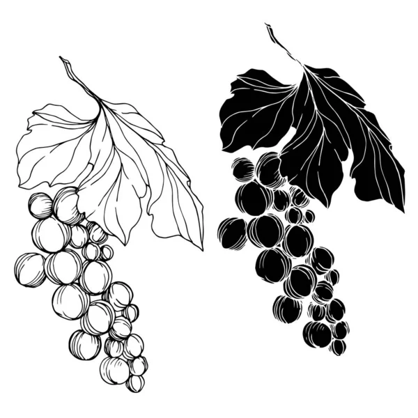 Vector Grape berry healthy food. Black and white engraved ink art. Isolated grape illustration element. — Stock Vector