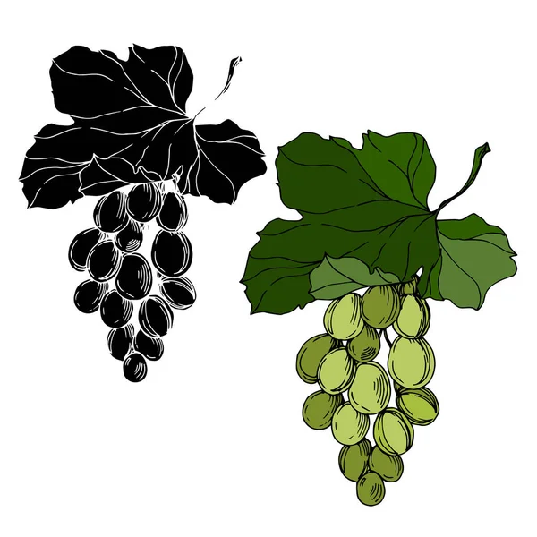 ベクトルブドウベリー健康食品。黒と白の刻まインクアート。孤立ブドウイラスト要素. — ストックベクタ