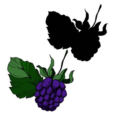 Vektör Blackberry sağlıklı gıda. Siyah ve beyaz oyulmuş mürekkep sanatı. İzole berry illüstrasyon elemanı.