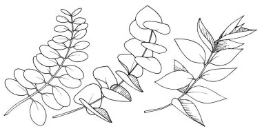 Vektör Okaliptüs daldan ayrılıyor. Siyah beyaz işlemeli mürekkep sanatı. İzole edilmiş dallar illüstrasyon ögesi.