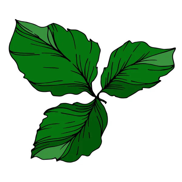 Vecteur Blackberry feuilles. Encre gravée en noir et blanc. Élément d'illustration de baies isolé . — Image vectorielle