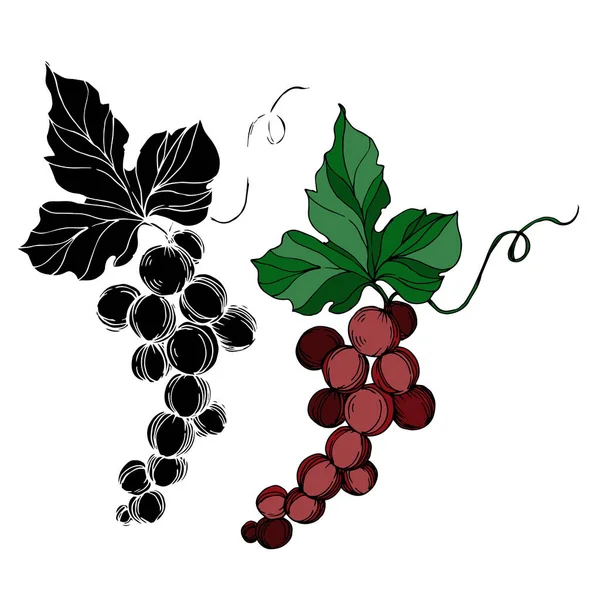 Vector Baya de uva comida saludable. Tinta grabada en blanco y negro. Elemento ilustrativo de uvas aisladas . — Archivo Imágenes Vectoriales