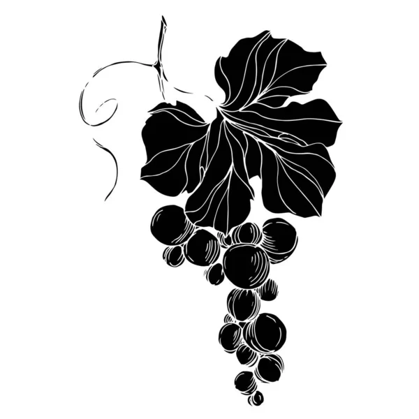 Vector Grape berry healthy food. Black and white engraved ink art. Isolated grape illustration element. — Stock Vector