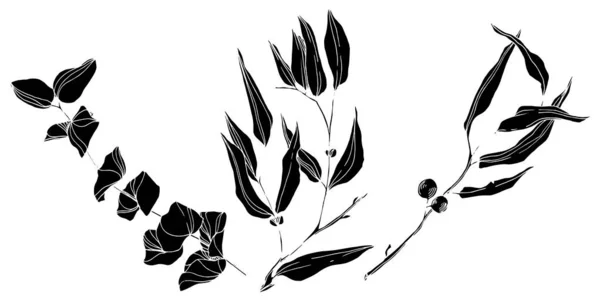 Feuilles vectorielles d'eucalyptus. Encre gravée en noir et blanc. Elément d'illustration d'eucalyptus isolé . — Image vectorielle