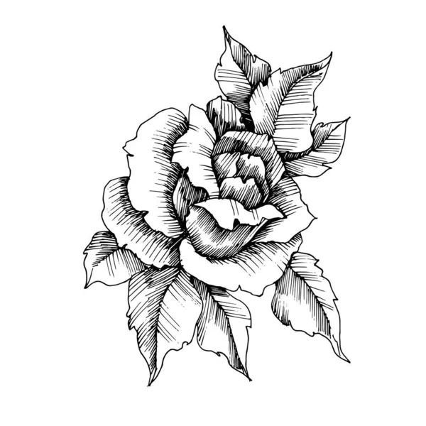 Vector Fleur botanique florale rose. Encre gravée en noir et blanc. Elément d'illustration de roses isolées . — Image vectorielle