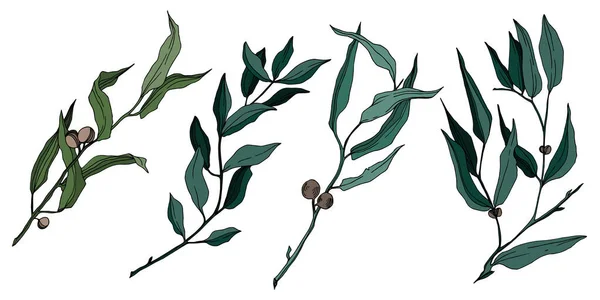 Vector hojas de eucalipto. Tinta grabada en blanco y negro. Elemento de ilustración de eucalipto aislado . — Archivo Imágenes Vectoriales