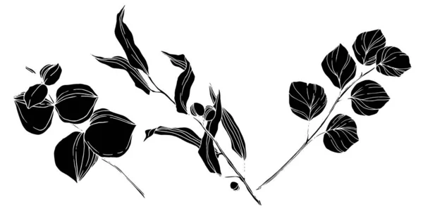 Vektorové listy eukalyptu. Černobílý rytý inkoust. Izolovaný eukalyptový ilustrační prvek. — Stockový vektor