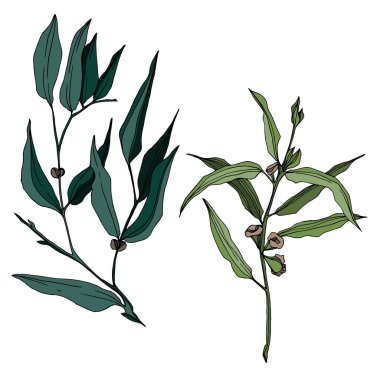 Vektör okaliptüs ağacı yaprakları. Siyah beyaz işlemeli mürekkep sanatı. İzole edilmiş okaliptüs illüstrasyon ögesi.