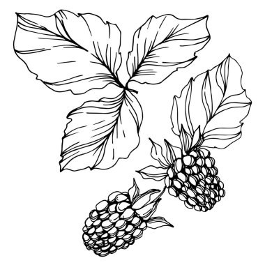 Vektör Blackberry sağlıklı gıda. Siyah ve beyaz oyulmuş mürekkep sanatı. İzole berry illüstrasyon elemanı.