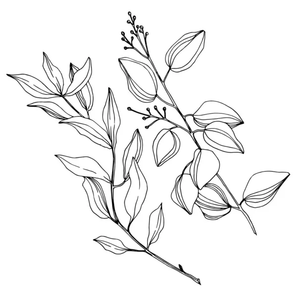 Foglie di eucalipto vettoriale. Inchiostro inciso in bianco e nero art. Elemento isolante di illustrazione dell'eucalipto . — Vettoriale Stock