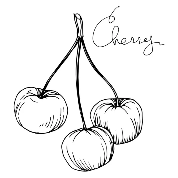 Vector Cherry hälsosam mat. Svart och vit graverad bläckkonst. Isolerat illustrationselement för bär. — Stock vektor