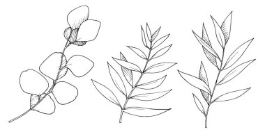 Vektör Okaliptüs daldan ayrılıyor. Siyah beyaz işlemeli mürekkep sanatı. İzole edilmiş dallar illüstrasyon ögesi.