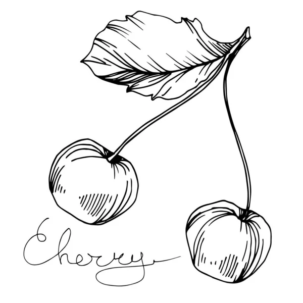Vector Cherry comida saludable. Tinta grabada en blanco y negro. Elemento de ilustración de bayas aisladas . — Vector de stock
