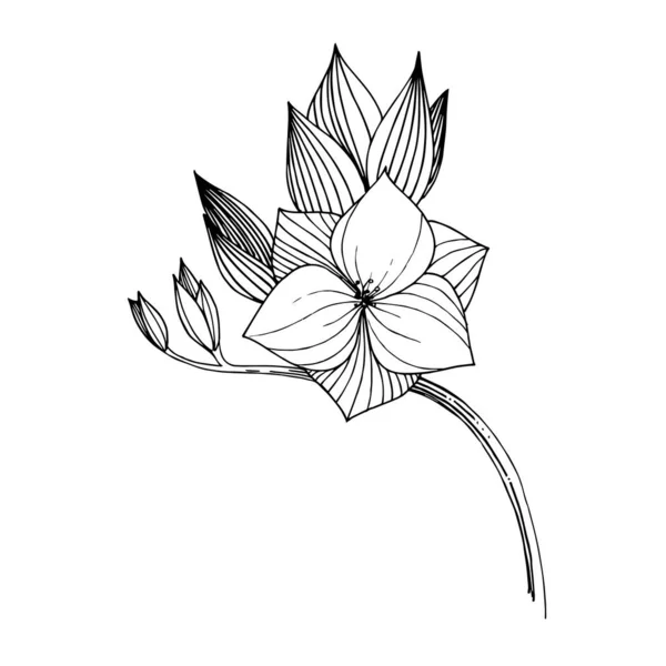 Vecteur Freesia fleur botanique florale. Encre gravée en noir et blanc. Elément d'illustration freesia isolé . — Image vectorielle