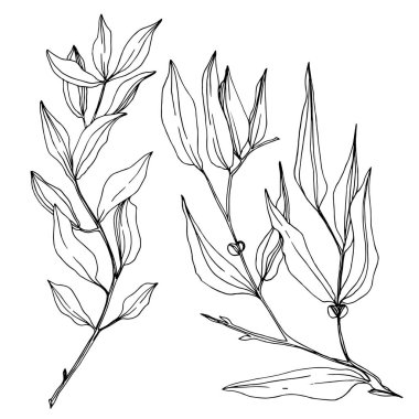 Vektör okaliptüs ağacı yaprakları. Siyah beyaz işlemeli mürekkep sanatı. İzole edilmiş okaliptüs illüstrasyon ögesi.