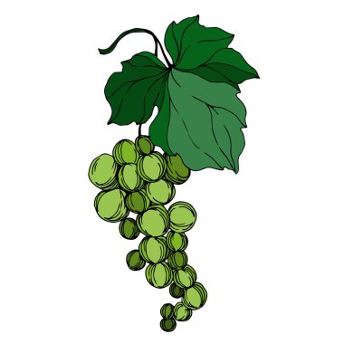 Vector Grape Berry sağlıklı yemek. Siyah beyaz işlemeli mürekkep sanatı. İzole edilmiş üzüm örnekleme elementi.