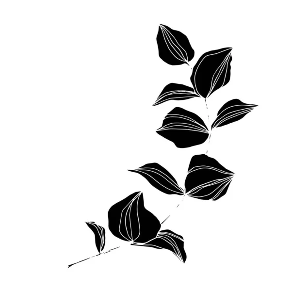 Vektorblätter von Eukalyptusbäumen. Schwarz-weiß gestochene Tuschekunst. Isoliertes Eukalyptus-Illustrationselement. — Stockvektor
