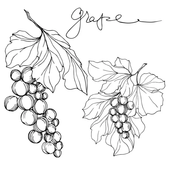 Vetor Grape berry alimentos saudáveis. Arte de tinta gravada em preto e branco. Elemento de ilustração de uva isolada. —  Vetores de Stock